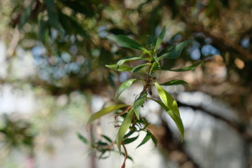 Leaves on tree outside branches