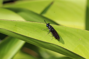 schwarze Soldatenfliege auf einem Blatt