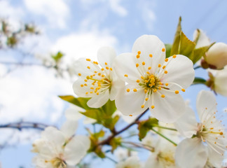 snow-white flowers on a cherry tree. flowering cherry tree in spring