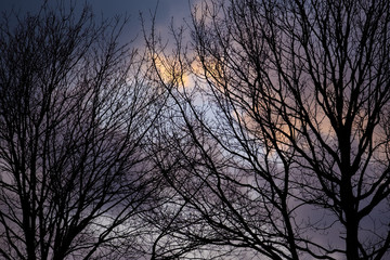 Bäume vor dunklen Wolken