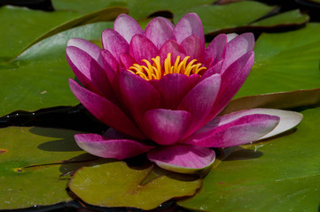 Fleur de n&eacute;nuphar