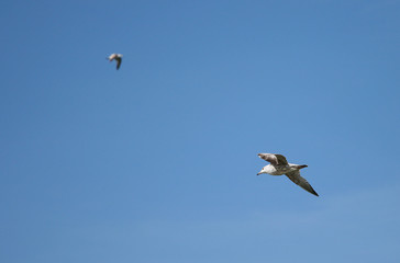 Seagull, summer landscape on the Baltic Sea