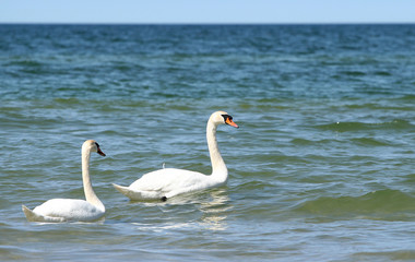 Sandy beach with grassy dunes
