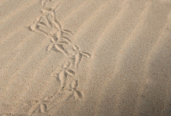 Fototapeta na wymiar Sandy beach with grassy dunes