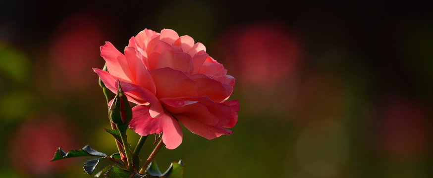 Splendid rose isolated in foreground with background out of focus
