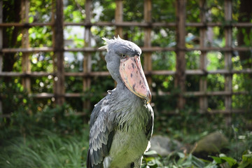 Shoebill, a big bird in Africa