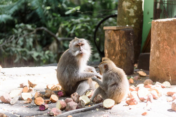 Two monkeys sit on the ground and eat