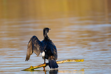 Ein Kormoran sitzt auf einen Ast im Gewässer