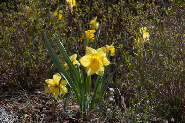 Narcissus is a genus of predominantly spring perennial plants. Various common names including...