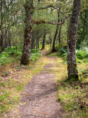 Fototapeta premium Cascada de Sotillo waterfall hiking trail, a path through oak forest (Quercus Pyrenaica) in Sanabria, Zamora, Spain