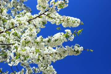 Spring blossom of cherry tree, blue sky in background