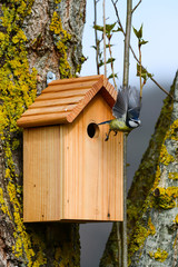 Nichoir mésange bleue