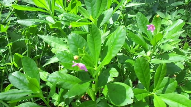 Talinum paniculatum (fame flower, Jewels of Opar, pink baby's breath, ginseng jawa) with natural background