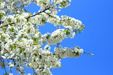 Spring blossom of cherry tree, blue sky in background