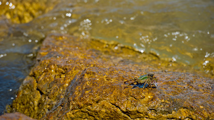 Large crab came out of the sea and sitting on a rock. Bali island, Indonesia.