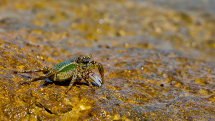 Large crab came out of the sea and sitting on a rock. Bali island, Indonesia.