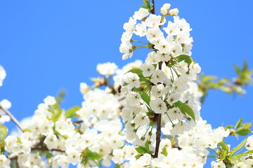 Spring blossom of cherry tree, blue sky in background