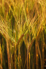 Ripe ears of wheat field as background