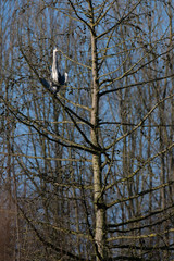 Ein Graureiher sitzt in einem Baum am Morgen