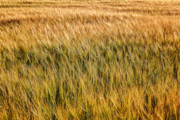 Ripe ears of wheat field as background