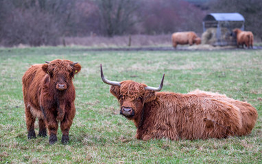 scottish long-haired cow with calf