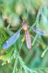 close up of cranefly insect in garden, selective focus on head & wings