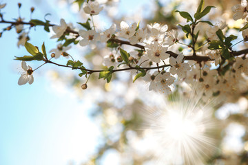 Flowering branch apricot tree against a blue sky