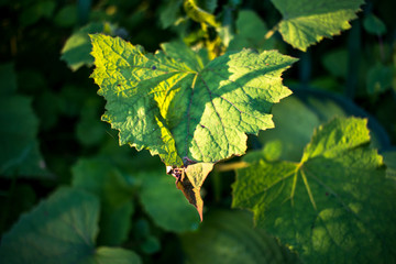 grape leaves in the sun