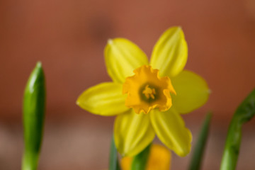 Yellow Daffodils (Narcissus)  flower in Spring. Beautiful spring time and Easter decoration.