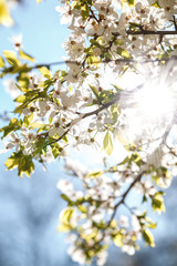 Flowering branch apricot tree against a blue sky