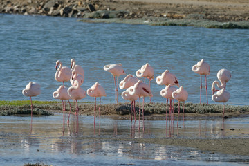 fenicotteri rosa