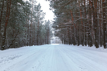 Obraz premium Winter pine forest under white snow. Landscape