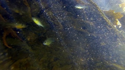 Freshwater Sunfish and Creek Chub hide under submerged tree roots. Suspended particulates glimmer in underwater sunbeams. - Powered by Adobe