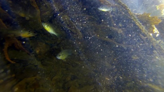 Freshwater Sunfish and Creek Chub hide under submerged tree roots. Suspended particulates glimmer in underwater sunbeams.