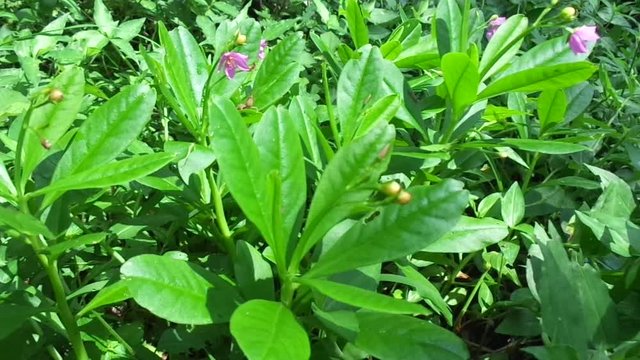 Talinum paniculatum (fame flower, Jewels of Opar, pink baby's breath, ginseng jawa) with natural background