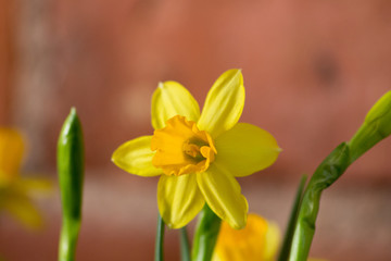 Yellow Daffodils (Narcissus)  flower in Spring. Beautiful spring time and Easter decoration.