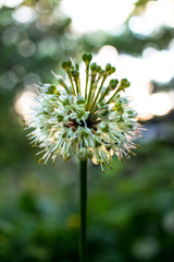 green and white plant