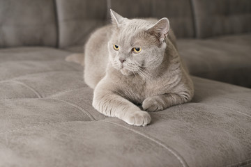 Fototapeta na wymiar Gray british shorthair cat lies on a sofa indoors looking at the camera