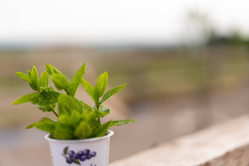 mint plant with nature background