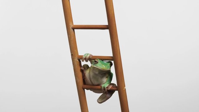 Ein gr&uuml;ner Frosch als Wetterfrosch klettert unten auf der Leiter, Studioaufnahme vor wei&szlig;em Hintergrund, 50fps