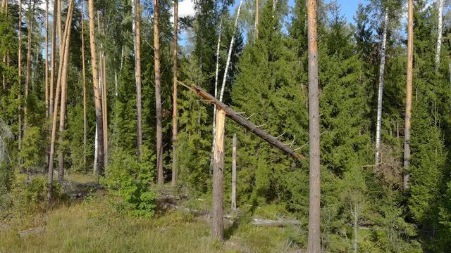 Broken Pine Tree at Meadows Edge in Russian Forest Wilderness