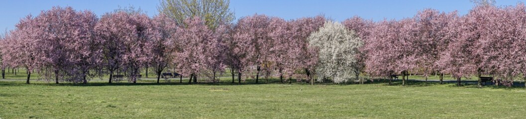 rząd kwitnących drzew na wiosnę, różowe i białe kwiaty na drzewach, wiosenna panorama w parku - obrazy, fototapety, plakaty