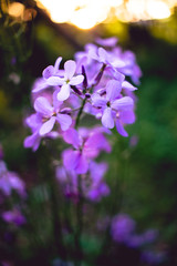 purple flowers in the garden