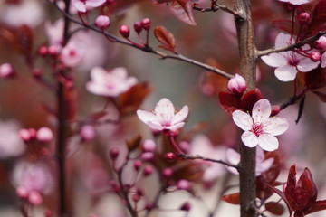 Floring tree with red or pink flowers in spring. flowers close-up, screensaver or background with the smell of spring. Beautiful cherry blossom sakura