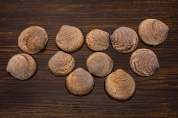 close up of various seashells