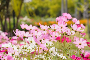 Obraz premium Cosmos flower