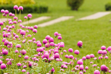 Obraz na płótnie Canvas Flower Eriocaulon henryanum Ruhle in Thailand