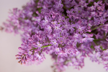 A branch of blossoming lilac (syringa) flowers. Lilac background. Lilac closeup.