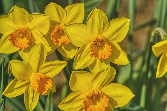 narcyz z pięknymi  płatkami kwiatowymi, żonkile w zbliżeniu, wiosenny kwiat rabatowy, symbol pamięci o powstaniu w getcie warszawskim