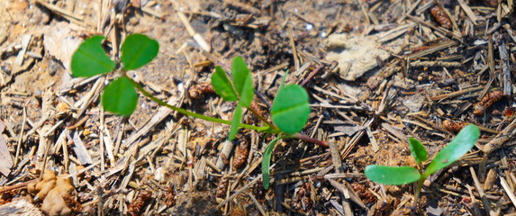 green moss on the ground